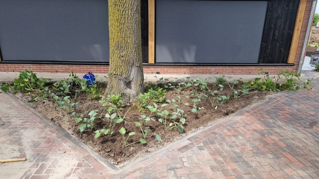 Strakke maaibanden langs borders met verse aanplant en siergrassen bij tuinproject Overijssel