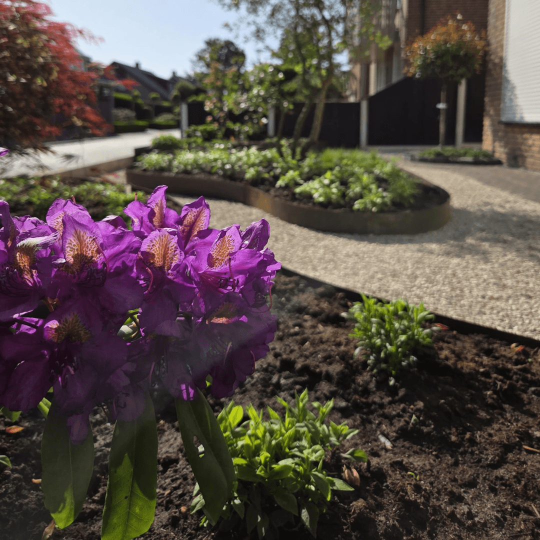Paarse rhododendron in bloei in de beplanting van de voortuin in Fleringen