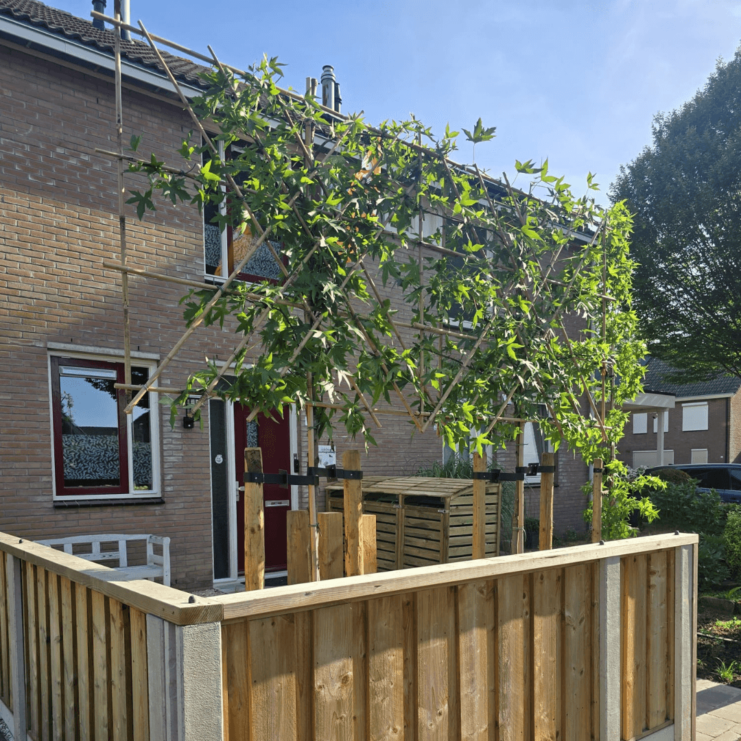 Leibomen op bamboe rek langs de gevel voor privacy in de voortuin in De Lutte