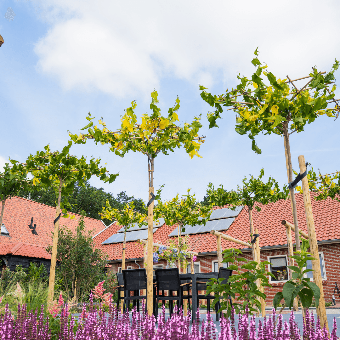Dakvormige Morus alba boven het terras van de belevingstuin in Langeveen
