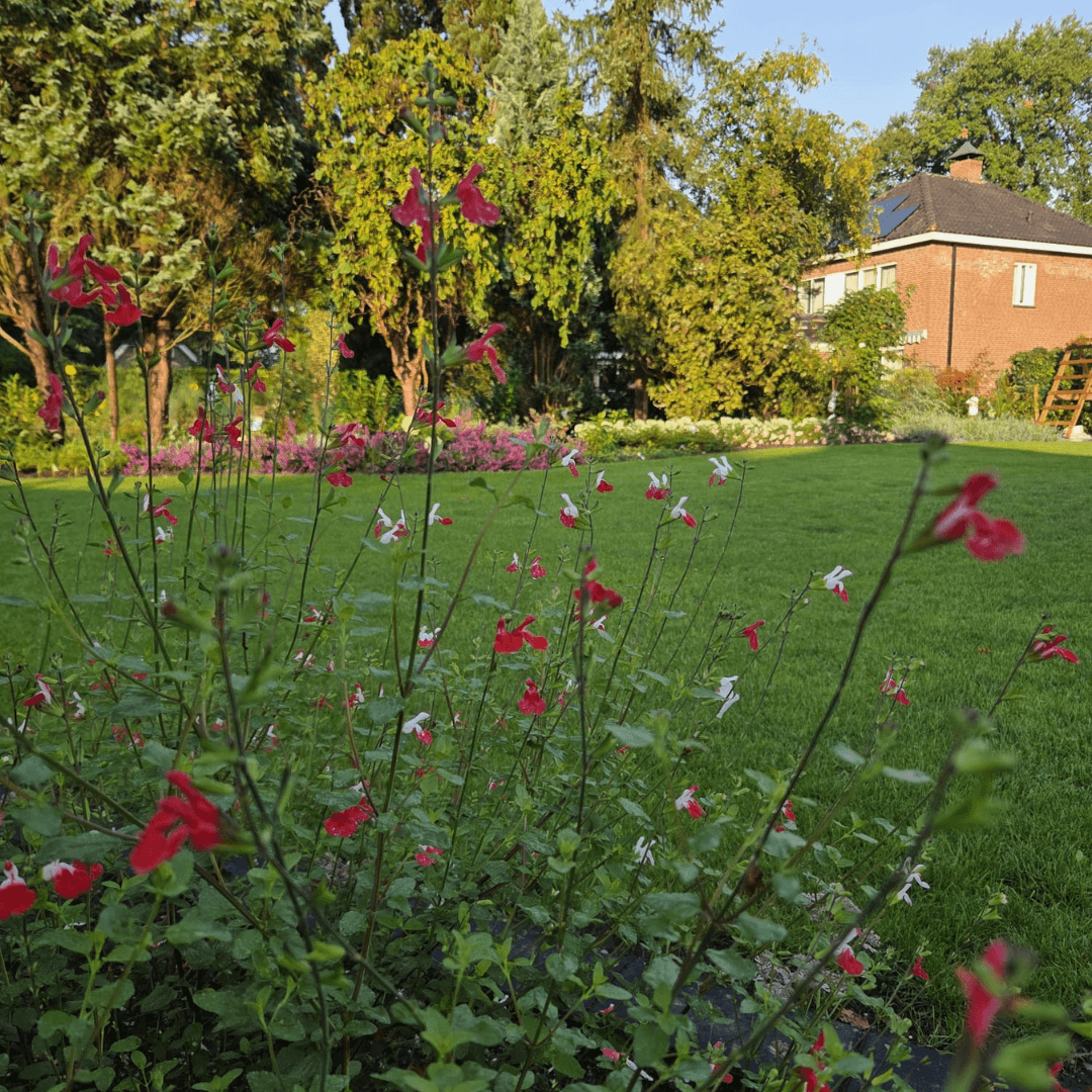 Bloeiende salvia en vaste planten in de border van de kindvriendelijke tuin in Tubbergen