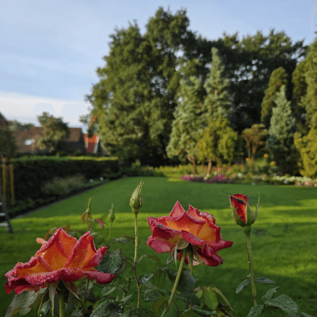 Rozen in de border met zicht op het gazon van de tuin in Tubbergen