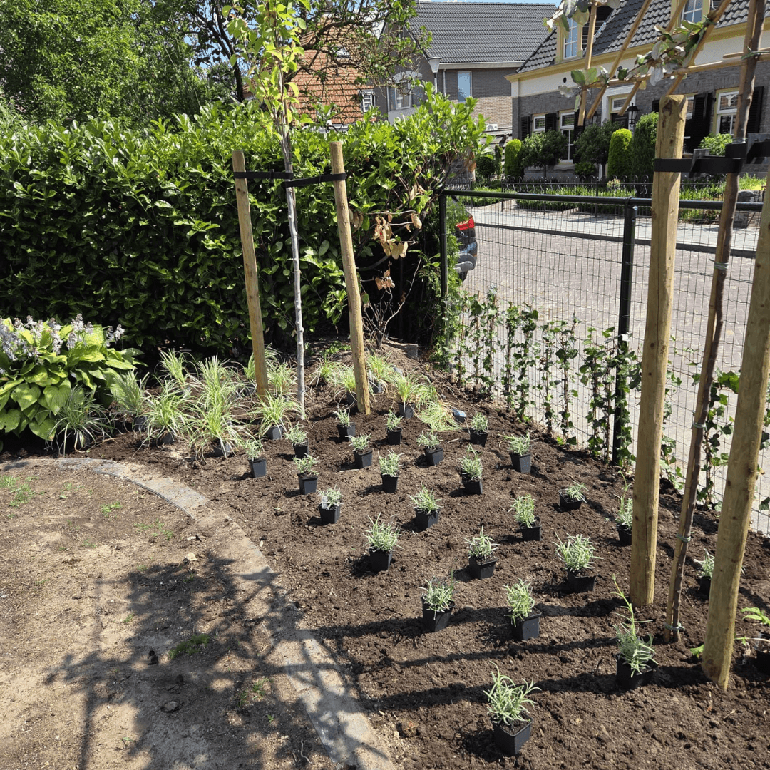Jonge leibomen met lavendel langs de rand van de kindvriendelijke tuin in Tubbergen
