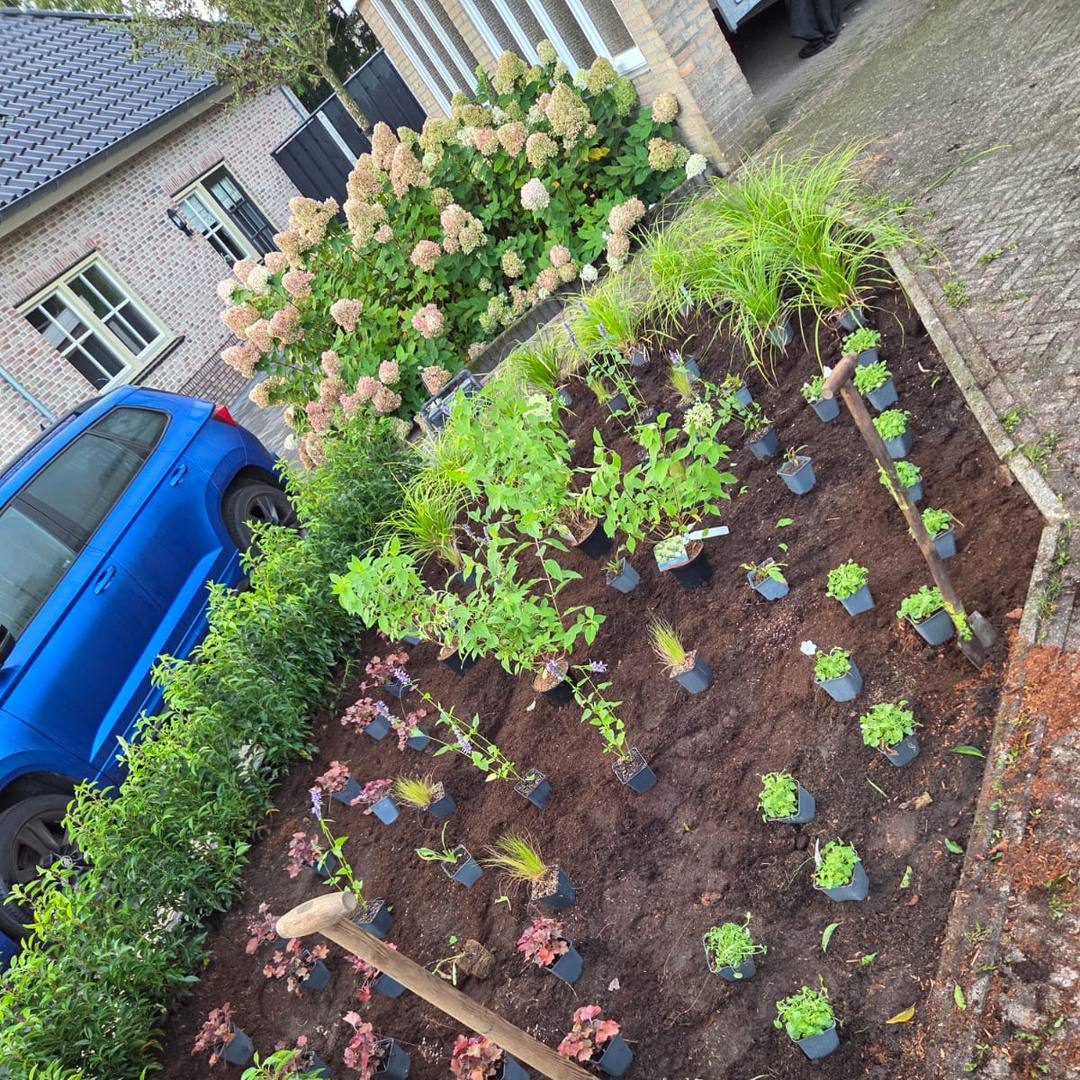 Border wordt ingeplant met vaste planten en siergrassen in de voortuin in Albergen